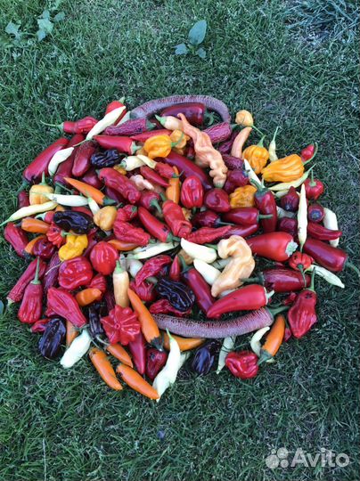 Семена острого перца