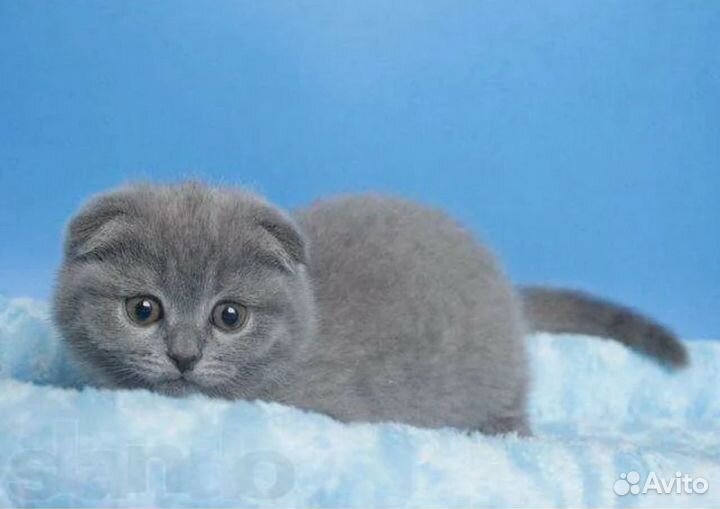 Шотландский котенок