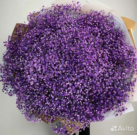 Гипсофила радужная фиолетовая голубая розовая