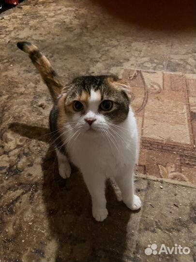 Шотландская метис