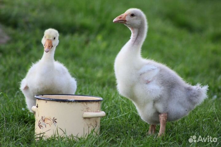 Гусята