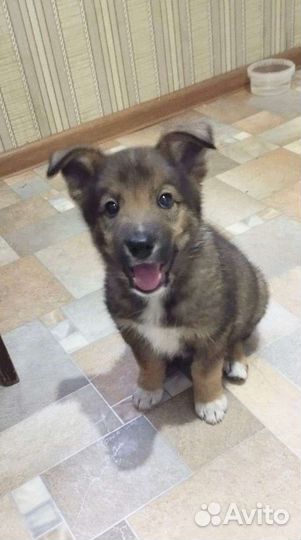 Щенок мальчик