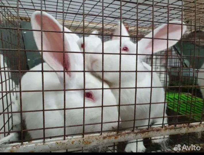 Мясо кролика