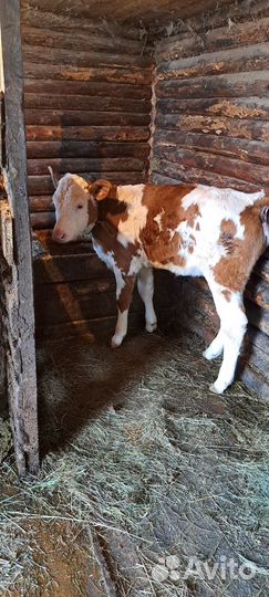 2ве тёлочки