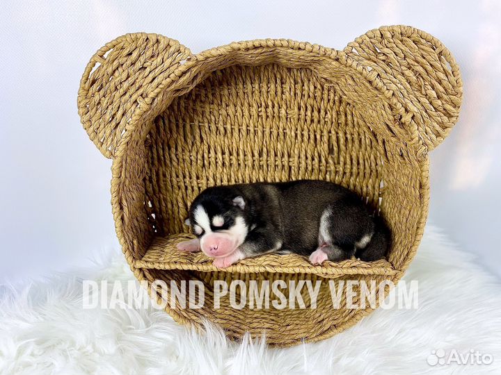 Мальчик Помски (Мини Хаски) - Venom