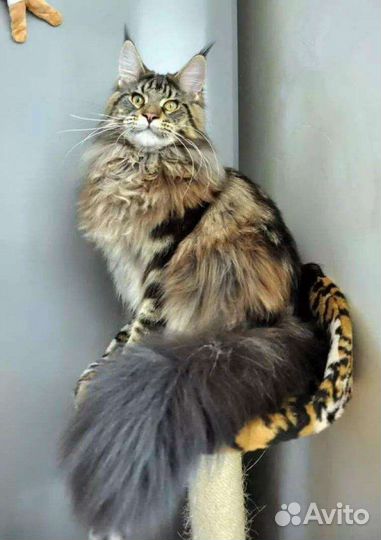 Котята мейн-кун