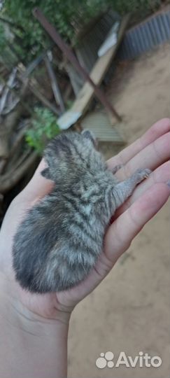 Котята родились в августе