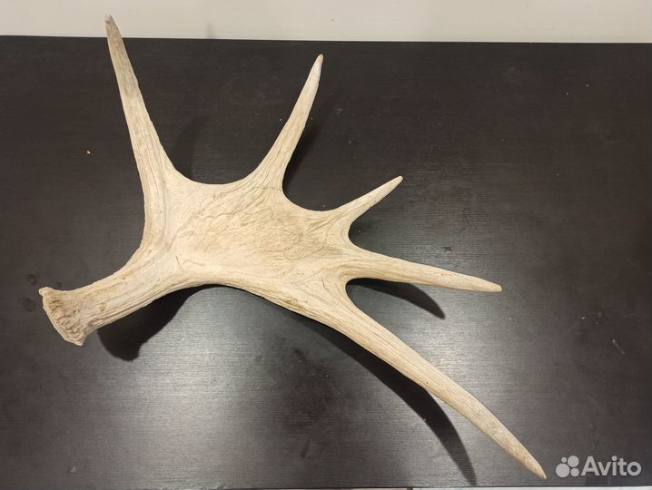 Продам рог лося