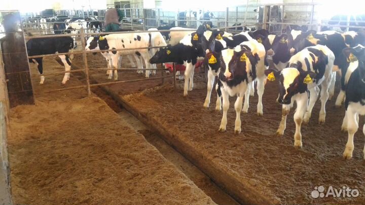 Телята бычки