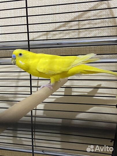 Волнистый попугай