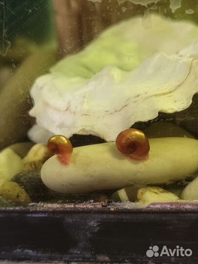 Улитки аквариумные ампулярии