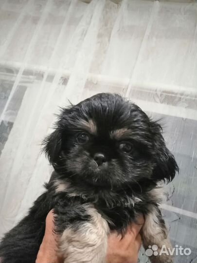 Щенки пекинеса