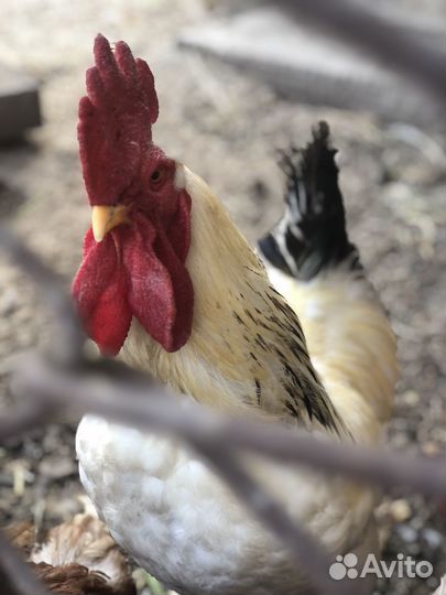 Продается петух