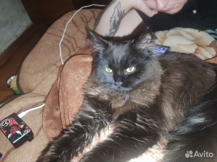 Кошка и кот