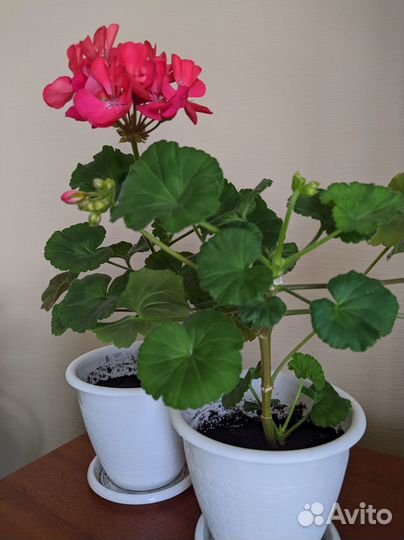 Пеларгония зональная