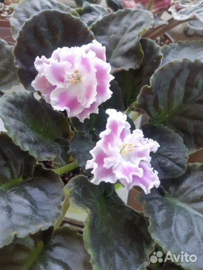 Цветущие фиалки