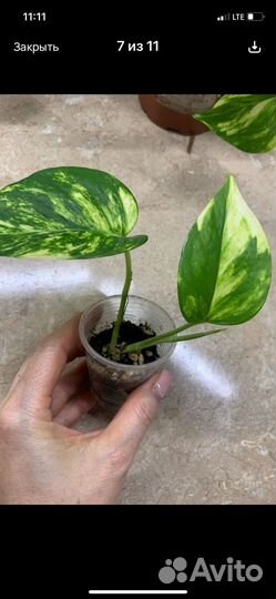 Эпипренумы