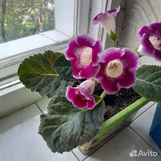 Комнатные цветы