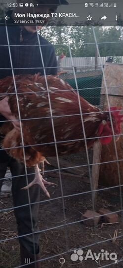 Куры несушки