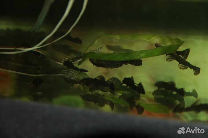 Сомики анциструсы вуалевые