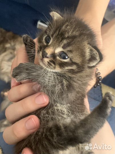 Кошки в добрые руки бесплатно