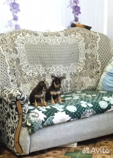 Той-терьер щенки