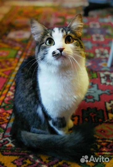 Кошечка Алиса