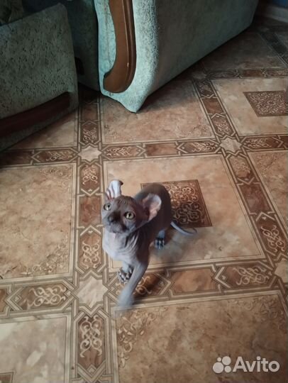 Канадский сфинкс эльфы, двельфы