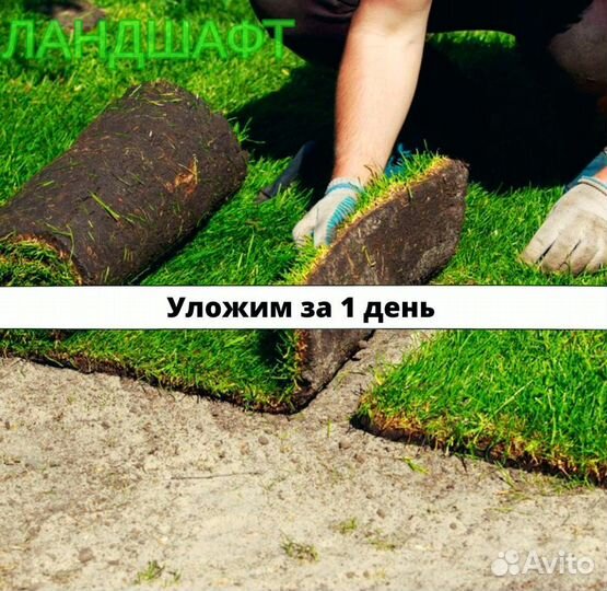 Эталон рулонный газон под ключ Востряково