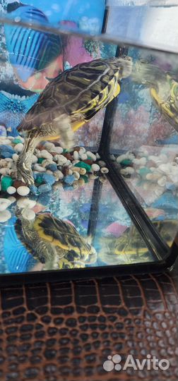 Черепашки красноухие