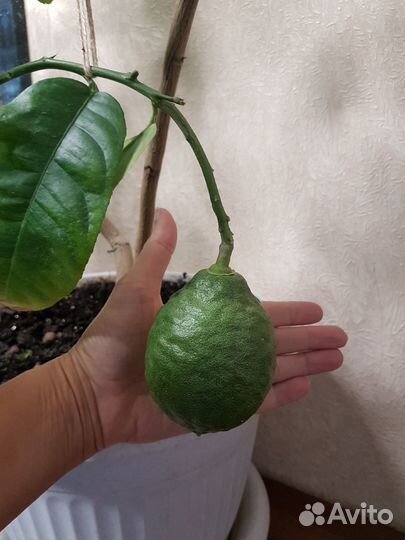 Лимон комнатный, взрослое растение, лимонное дерев