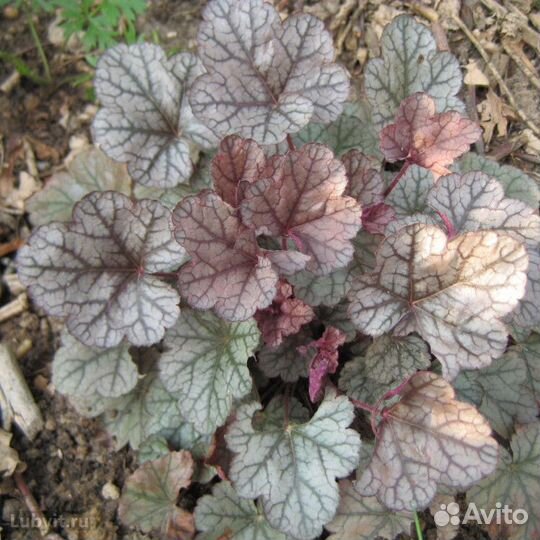 Гейхеры, дербенник,магония,роза