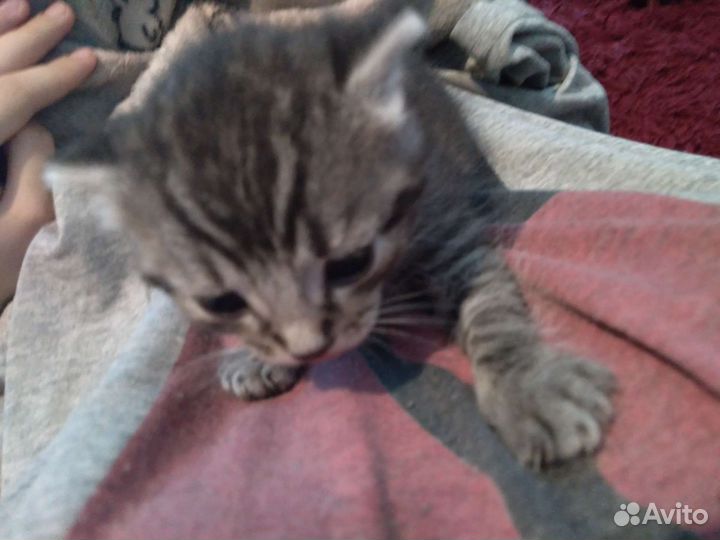 Помесь с шотланской