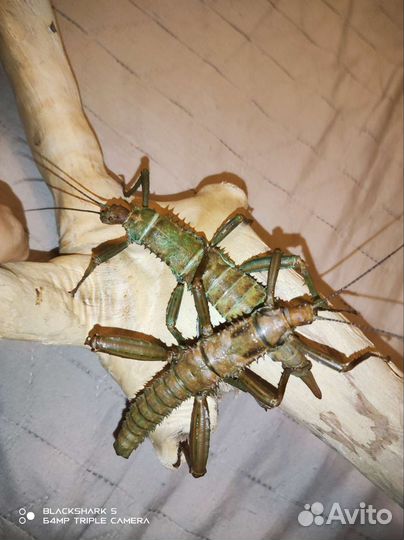 Яйца палочников разных видов