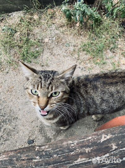 Симбе нужен дом