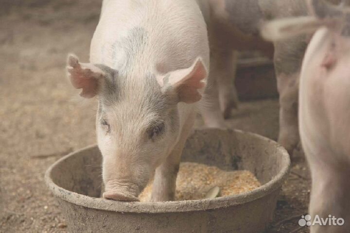 Зерносмесь для свиней гранулированная с доставкой