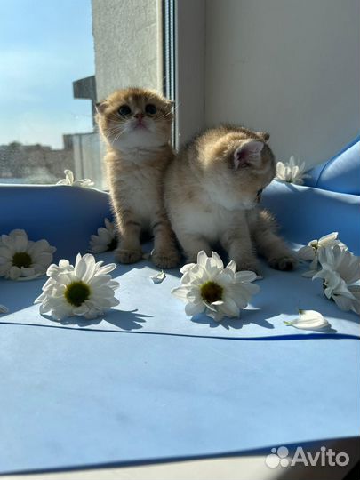 Золотые шиншиллы