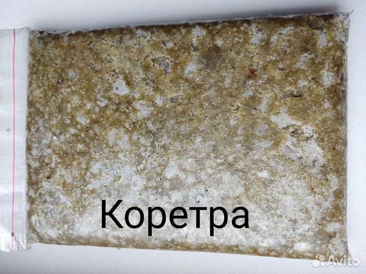 Циклоп красный, собственная добыча