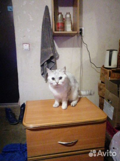 Случка кошки