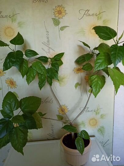 Роза Китайская