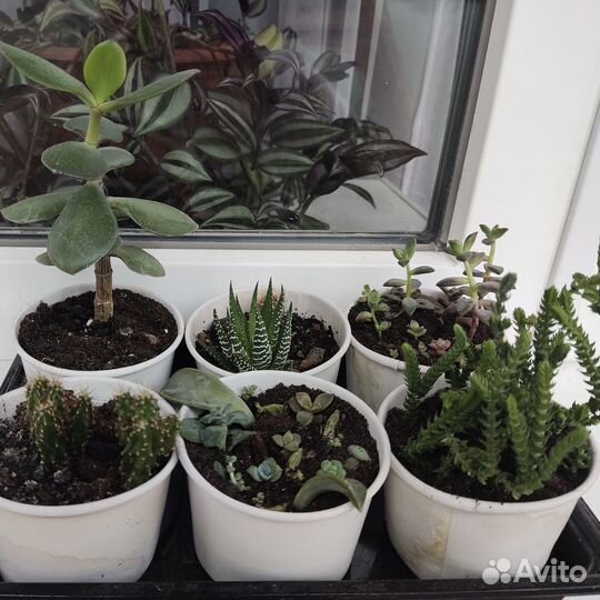 Набор растений 6 штук