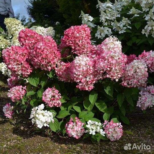 Гортензия метельчатая