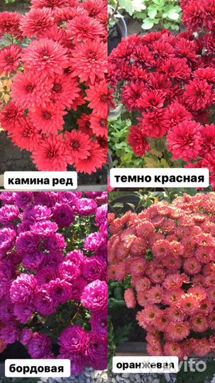 Хризантемы мультифлора
