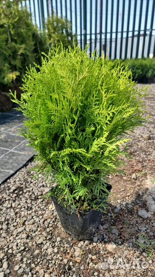 Туя смарагд саженцы 30-40см 2 года. Живая изгородь