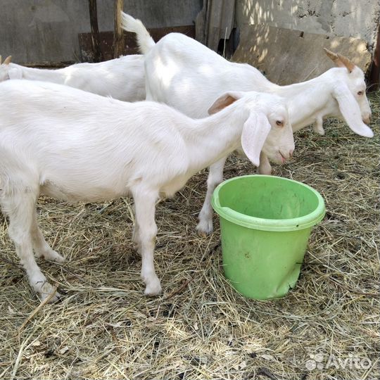 Козочка 3 месяца заанонубийская от молочной линии