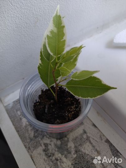 Фикус Нина,Ирен, букле