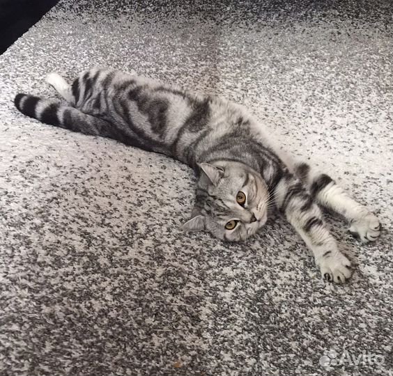 Кот на вязку