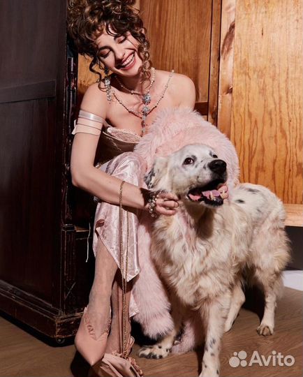 Харизматичный Антоша в поисках дома