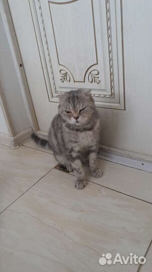 Кошки вислоухие бесплатно