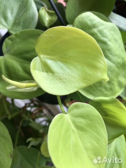 Филодендрон лемон лайм